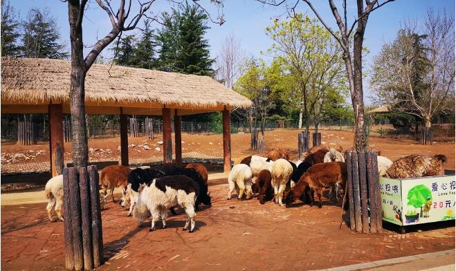 拥抱春天——送给孩子最好的礼物，走进野生动物园活动